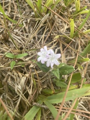 Richardia grandiflora