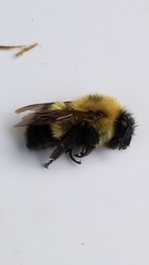 Bombus vagans