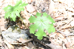Psacalium peltatum