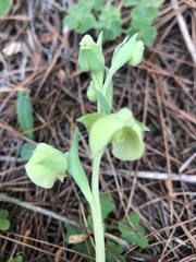 Pterygodium catholicum