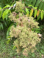 Eriophyes rhoinus