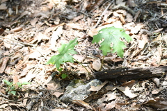 Psacalium peltatum