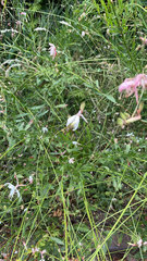 Oenothera lindheimeri