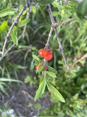 Citharexylum lycioides