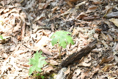 Psacalium peltatum
