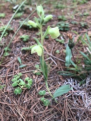 Pterygodium catholicum