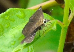 Pholisora