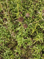 Pentanema salicinum