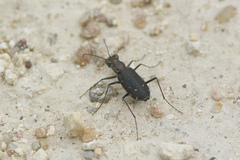 Cicindela punctulata punctulata