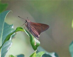 Asbolis capucinus