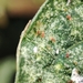 Tobacco Spider Mite - Photo (c) Luis Silva, some rights reserved (CC BY-NC-ND), uploaded by Luis Silva