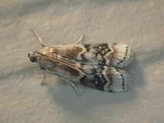 Euzophera semifuneralis