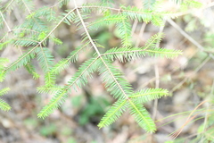 Abies vejarii