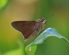 Asbolis capucinus