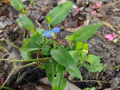 Commelina erecta