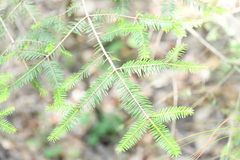 Abies vejarii
