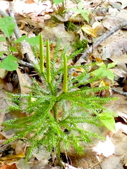 Dendrolycopodium hickeyi