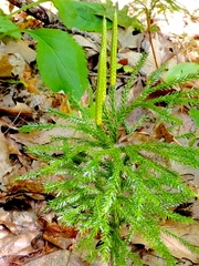 Dendrolycopodium hickeyi