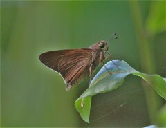 Asbolis capucinus