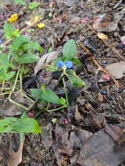 Commelina erecta