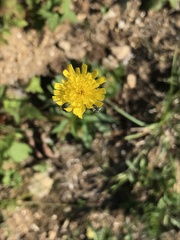 Pilosella piloselloides