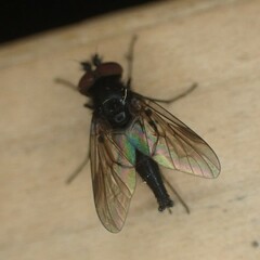 Symphoromyia
