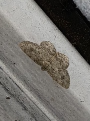 Ectropis crepuscularia