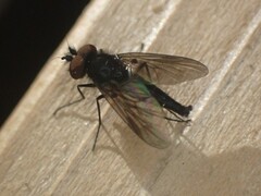 Symphoromyia