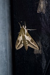 Hyles euphorbiae