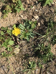 Pilosella piloselloides