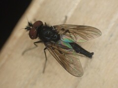 Symphoromyia