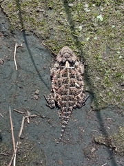 Phrynosoma orbiculare