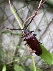 Derobrachus longicornis