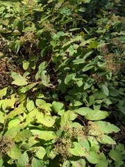 Hydrangea arborescens