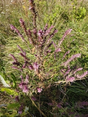 Odontites vulgaris
