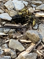 Vespula maculifrons