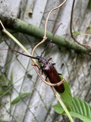Derobrachus longicornis