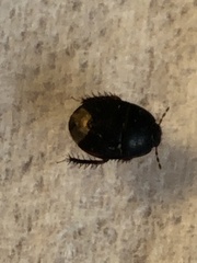 Pangaeus bilineatus