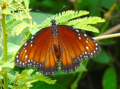Danaus eresimus montezuma