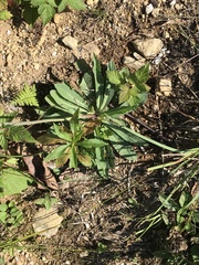 Pilosella piloselloides