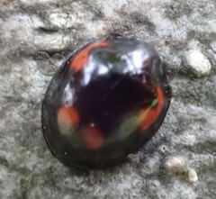 Exochomus quadripustulatus