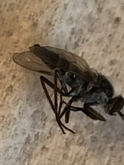 Ozodiceromyia notata