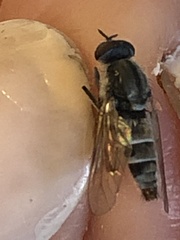 Ozodiceromyia notata