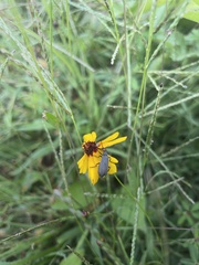 Epicauta atrata