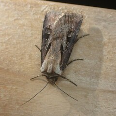 Agrotis