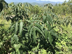 Sambucus racemosa