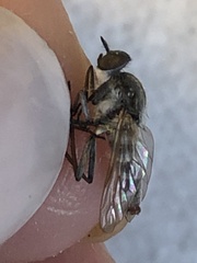 Ozodiceromyia notata