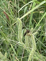 Epicauta atrata
