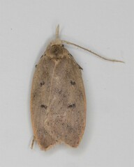 Machimia tentoriferella