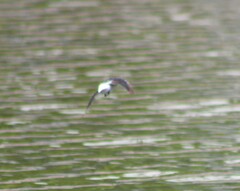 Tachycineta albilinea